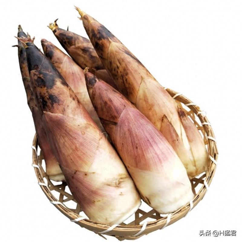 竹笋的种植方法