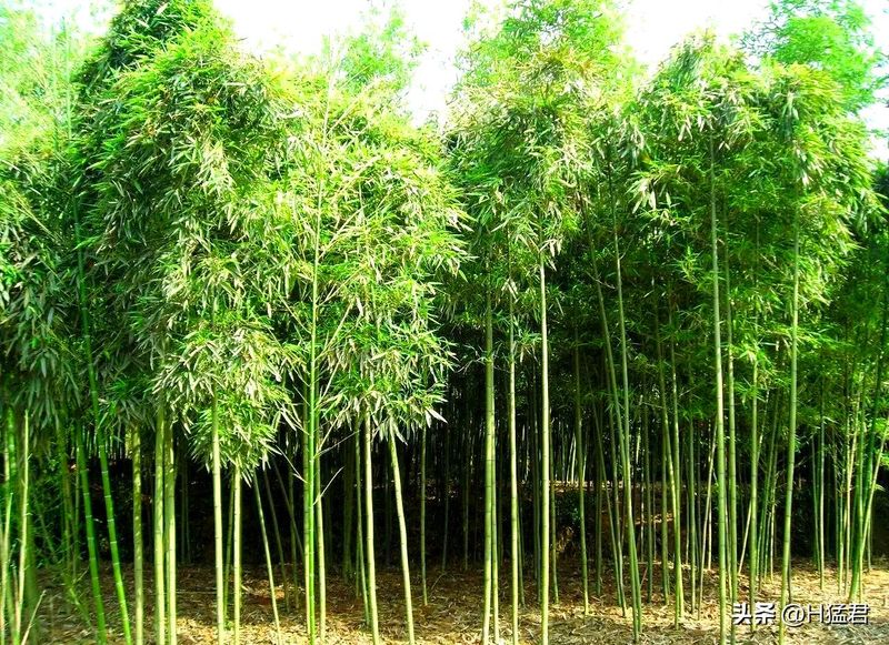 竹笋的种植方法