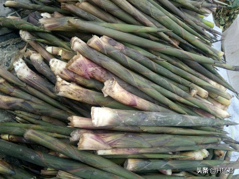 竹笋的种植方法