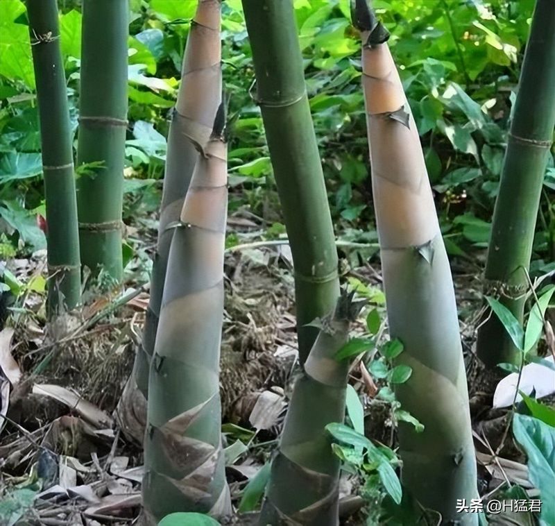 竹笋的种植方法