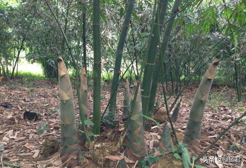竹笋的种植方法