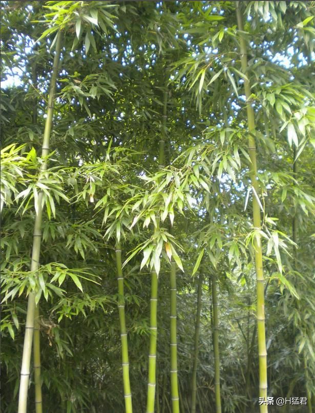 竹笋的种植方法