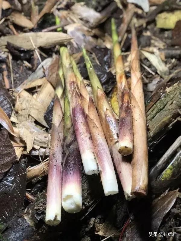 竹笋的种植方法