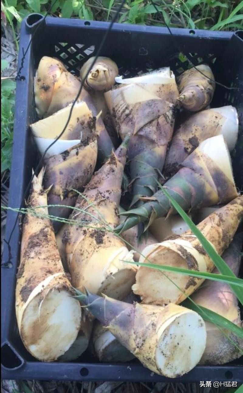 竹笋的种植方法