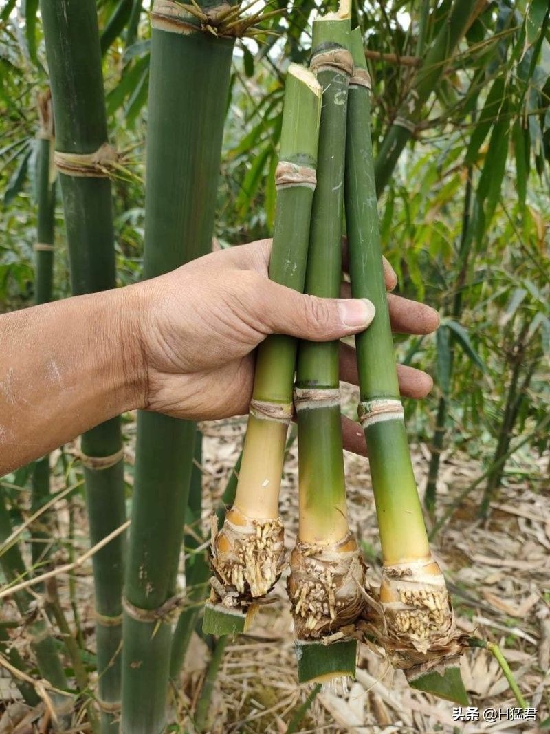 竹笋的种植方法