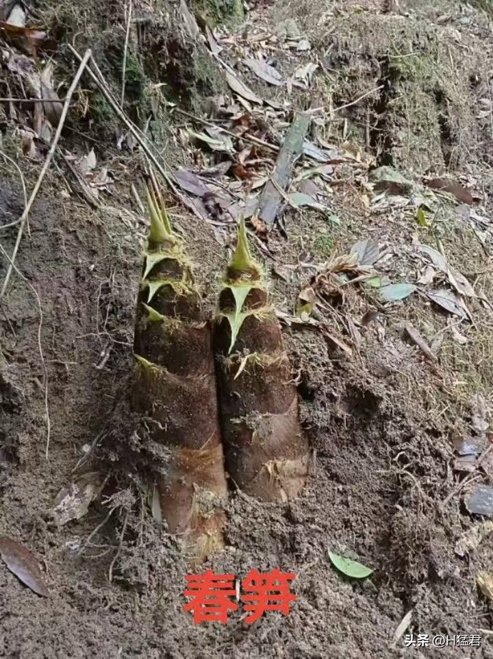 竹笋的种植方法