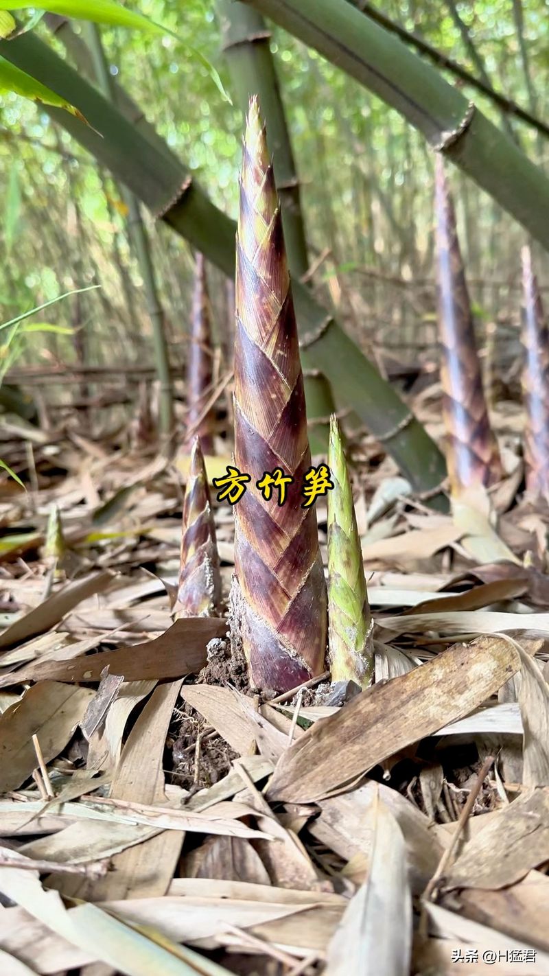 竹笋的种植方法