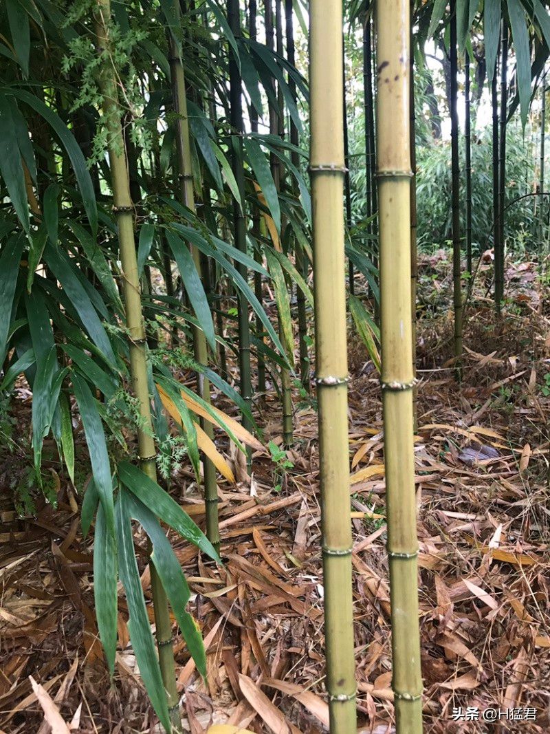 竹笋的种植方法