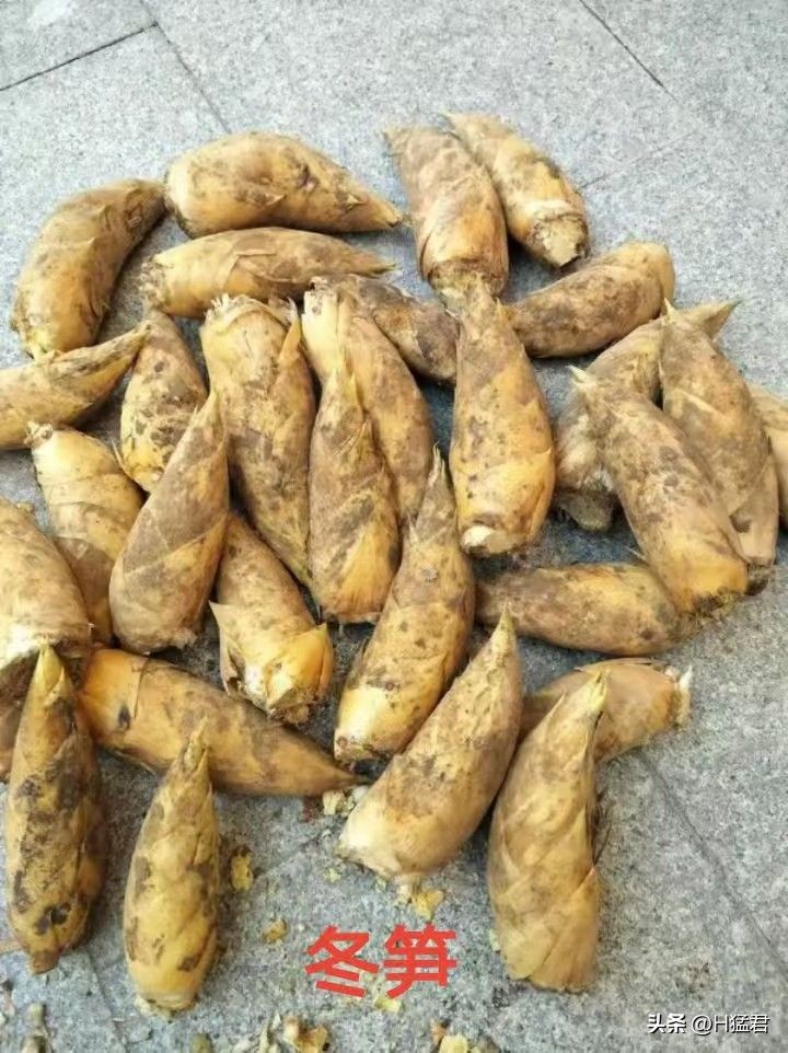 竹笋的种植方法