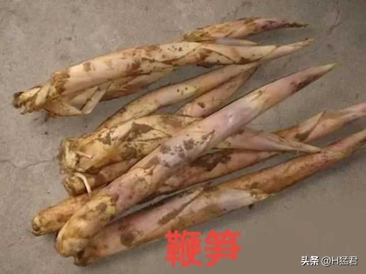 竹笋的种植方法