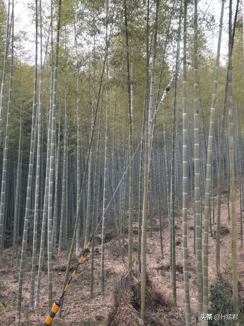 竹笋的种植方法