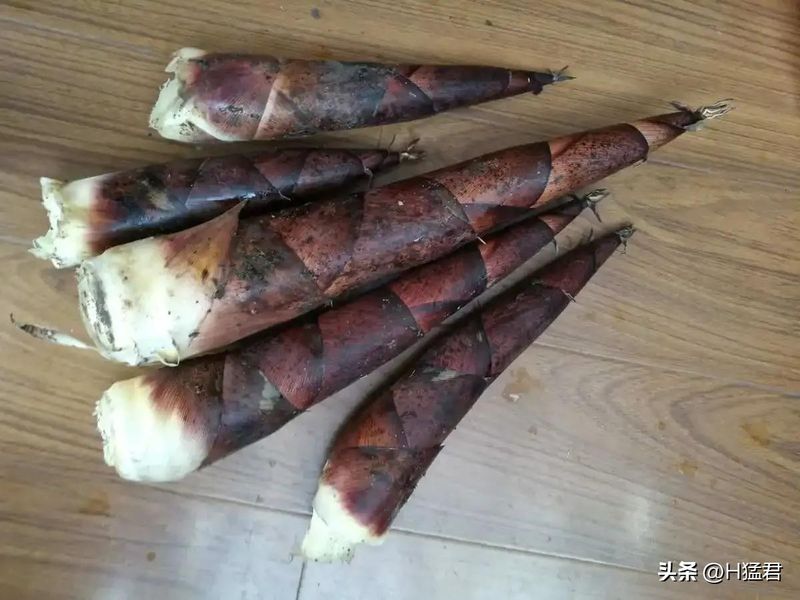竹笋的种植方法
