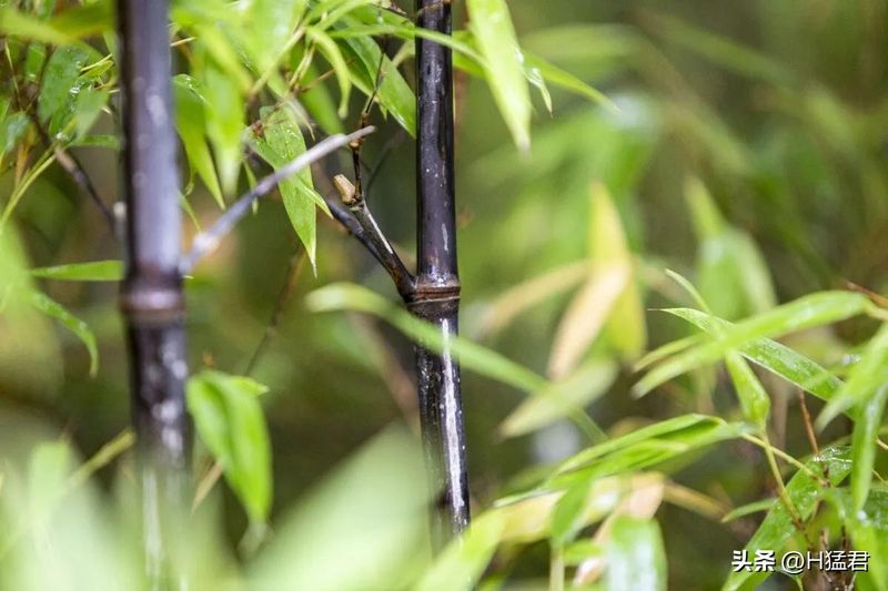 竹笋的种植方法