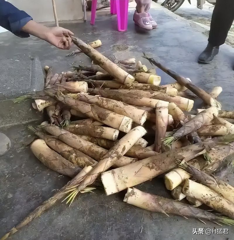 竹笋的种植方法