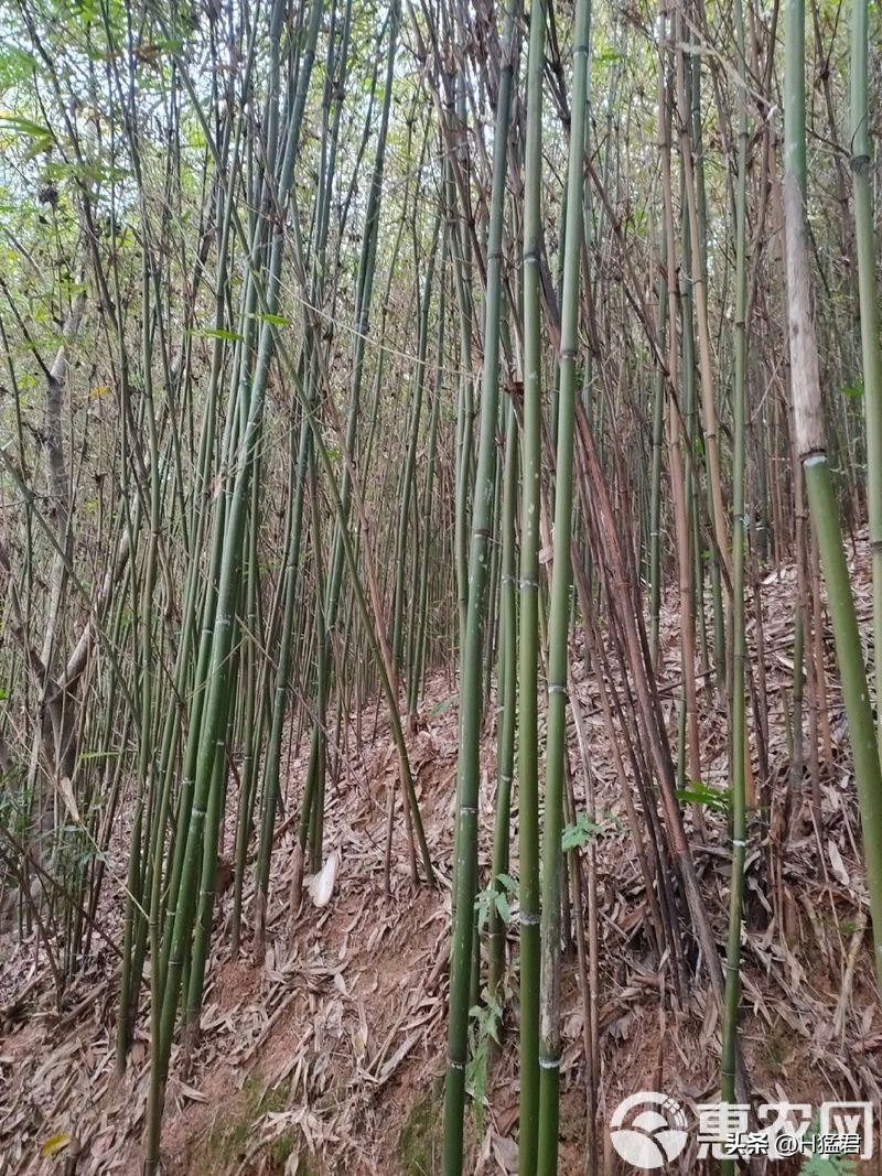 竹笋的种植方法