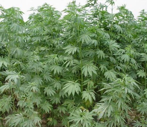 华夏汉麻1号