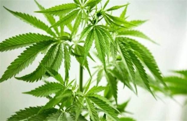 大麻种子怎么种植方法