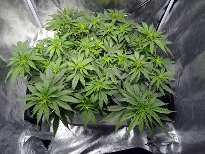 大麻种子怎么种植方法