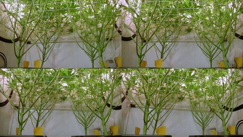 大麻种子怎么种植方法