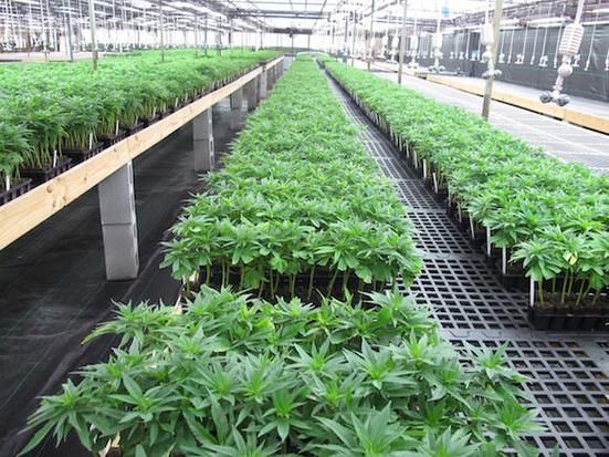 大麻种子怎么种植方法