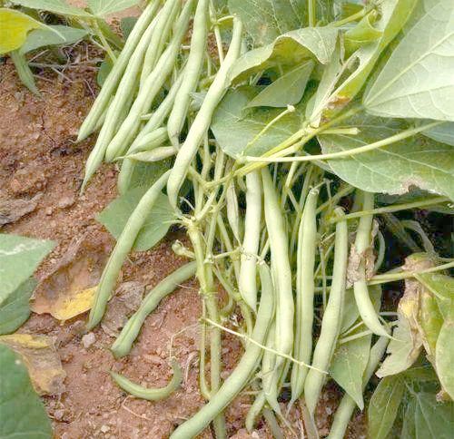 无架豆角的种植方法
