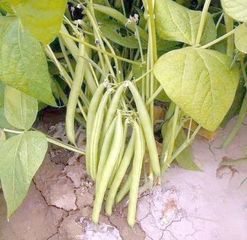 无架豆角的种植方法