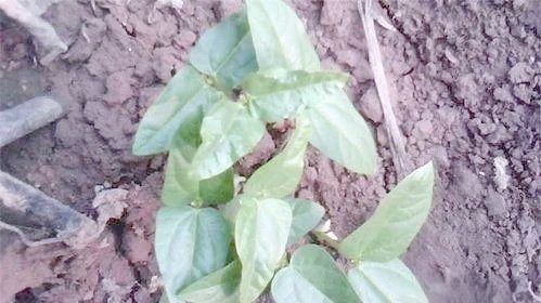 无架豆角的种植方法