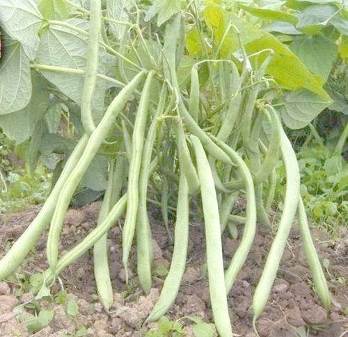 无架豆角的种植方法
