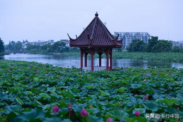 安徽适合种植的水果