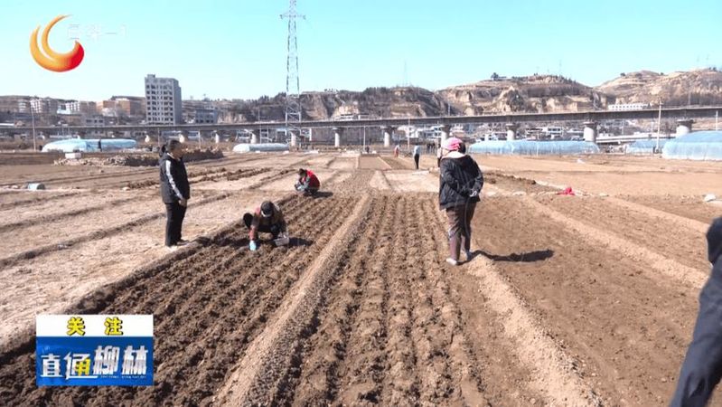 春播大蒜种植方法视频