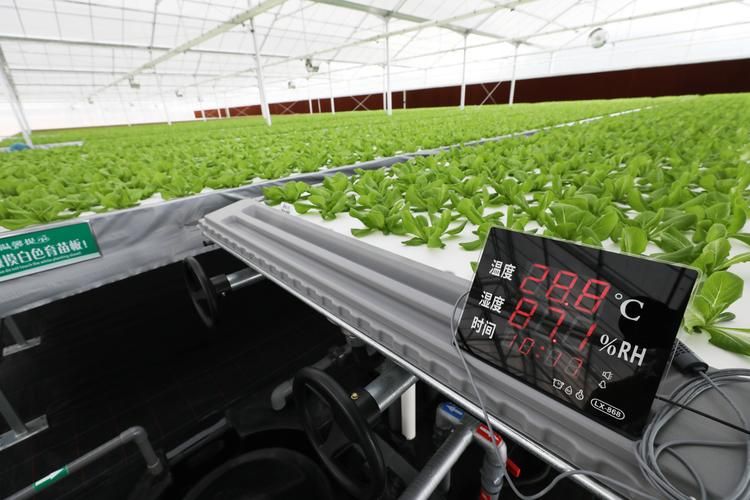 安徽适合种植的水果