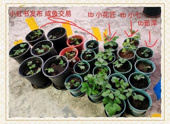 安徽适合种植的水果
