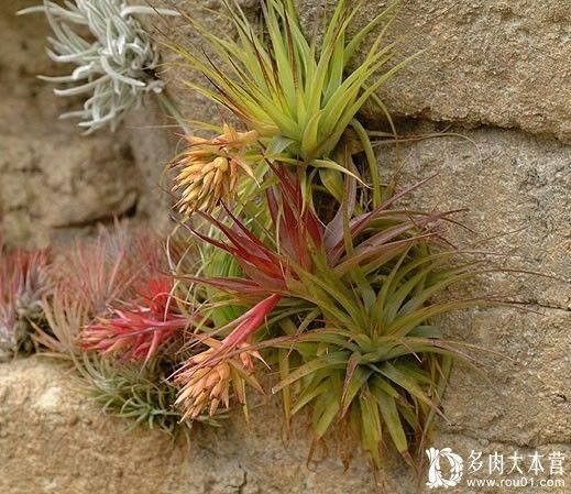 安徽适合种植的水果