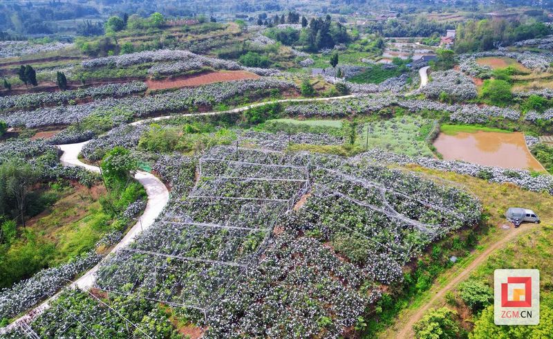 大五星枇杷种植技术