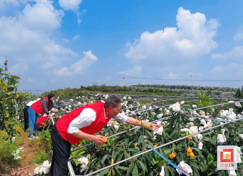 大五星枇杷种植技术