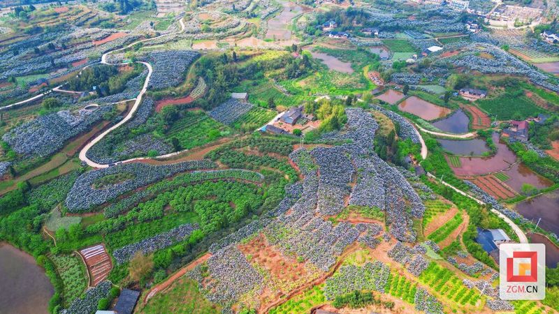 大五星枇杷种植技术