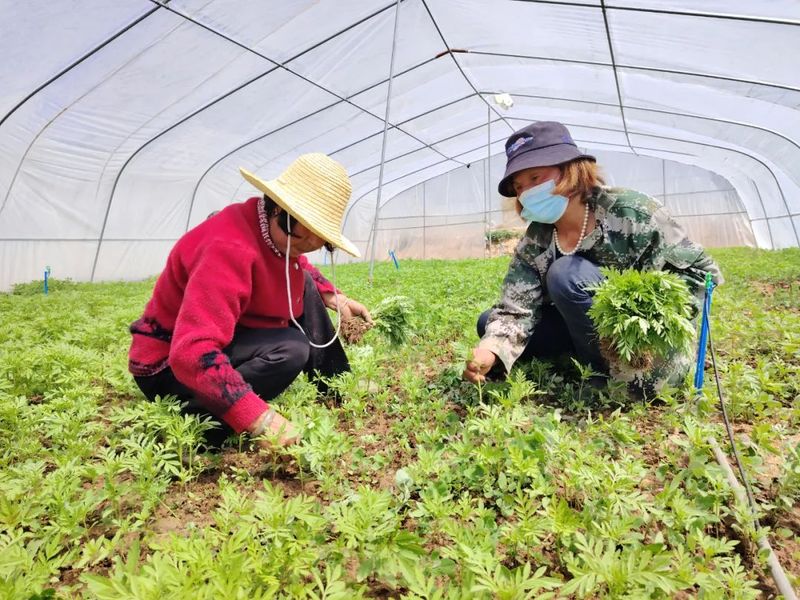 万寿菊图片种植方法
