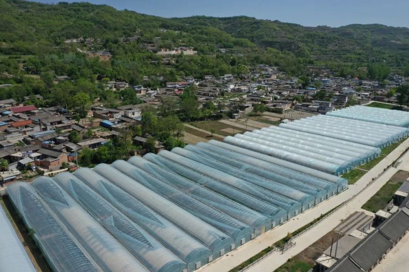 万寿菊图片种植方法