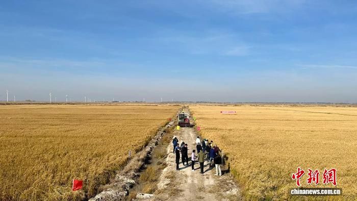 全国性苏打盐碱地水田改造利用行业标准今年实施