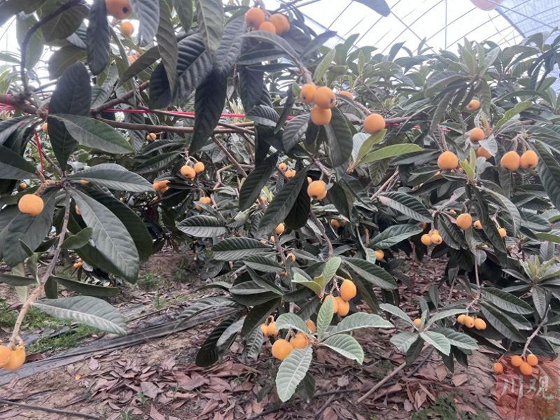 大五星枇杷种植技术