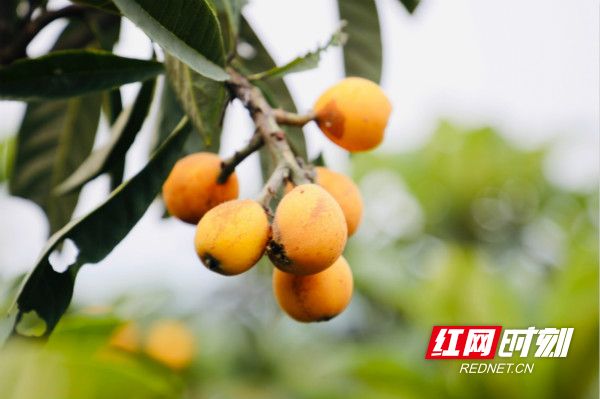 大五星枇杷种植技术