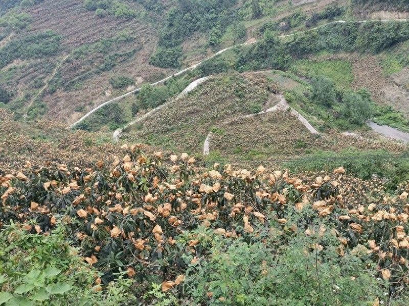 大五星枇杷种植技术