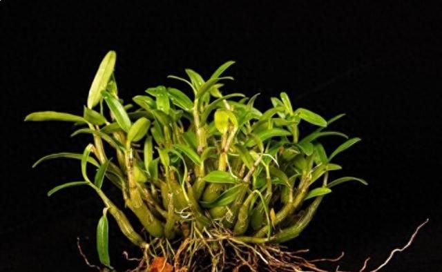 了解阳台种植铁皮石斛方法要点