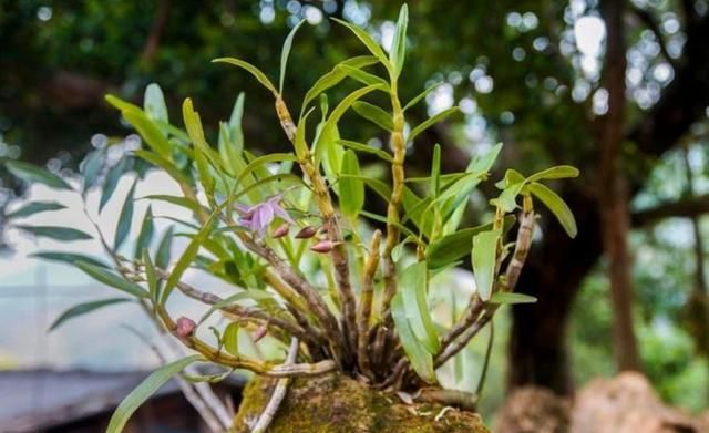 了解阳台种植铁皮石斛方法要点