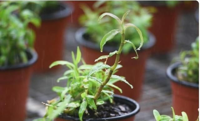 了解阳台种植铁皮石斛方法要点