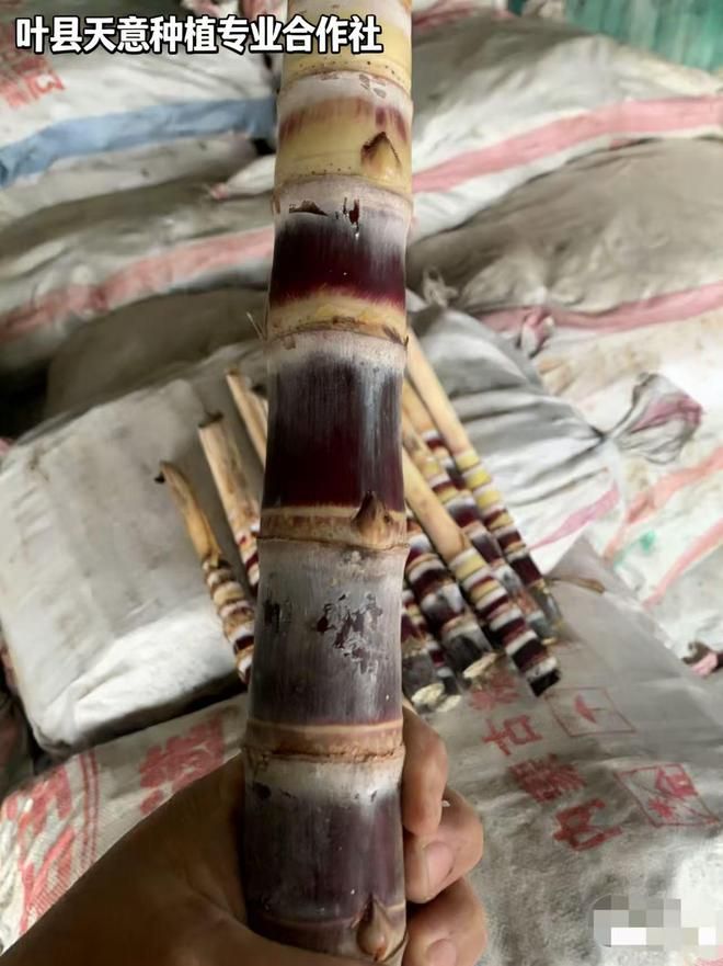 福建甘蔗种子：千万注意这3个种植诀窍，产量翻倍不是梦！