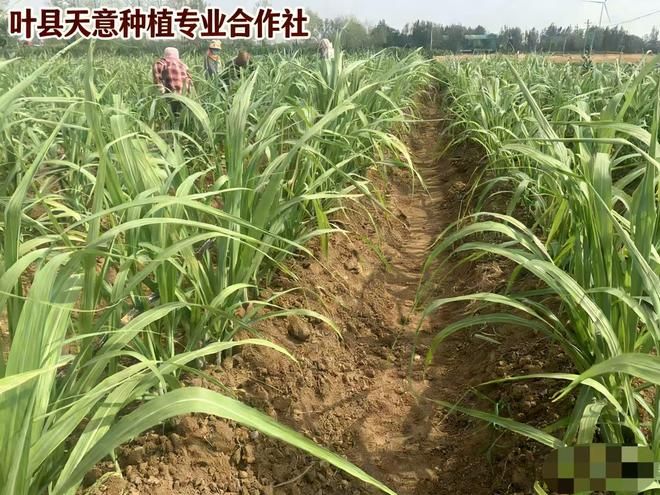 黑皮甘蔗种植技术