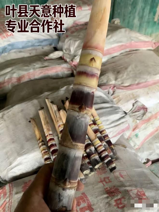 黑皮甘蔗种植技术