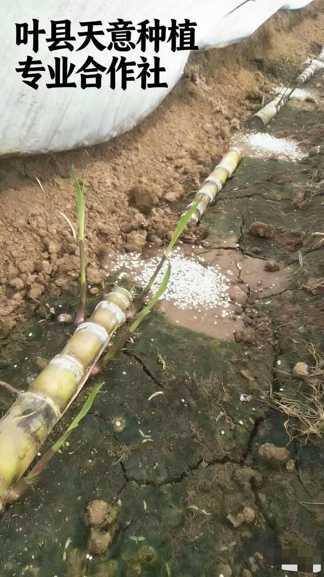 黑皮甘蔗种植技术