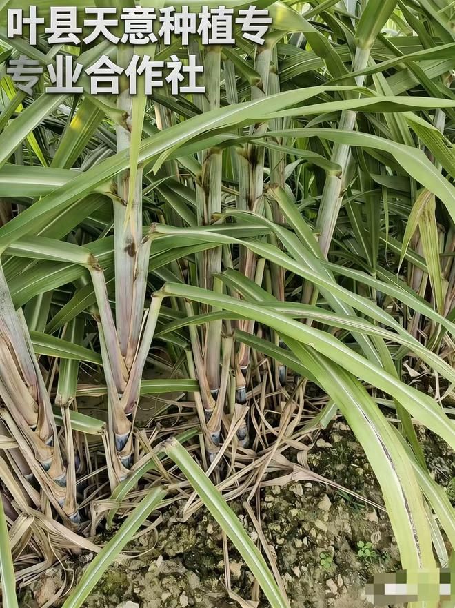 黑皮甘蔗种植技术